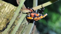 Lycorma