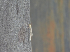 Platycnemis pennipes