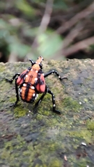 Lycorma
