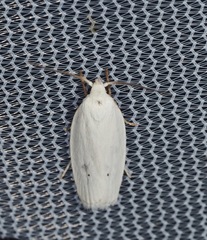 Antaeotricha albulella