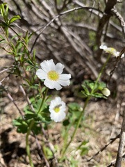 Callianthemum isopyroides