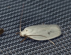 Antaeotricha albulella