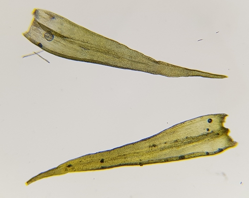 Image of Racomitrium fasciculare by (c) Helen Waterman, some rights reserved (CC BY)
