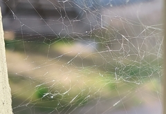 Steatoda castanea