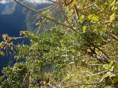 Indigofera ammoxylum