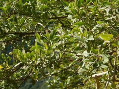 Indigofera ammoxylum