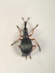 Protapion nigritarse