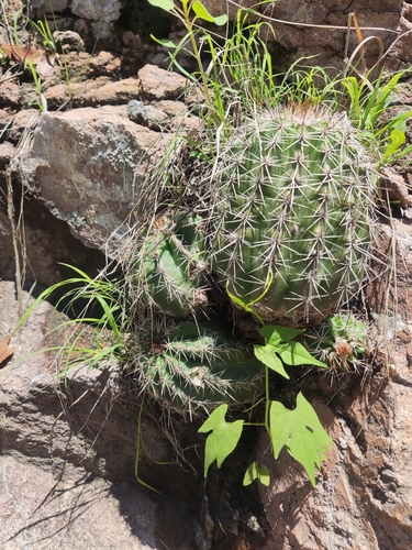 Echinocereus stoloniferus