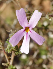 Jamesbrittenia aspalathoides