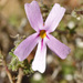 Jamesbrittenia aspalathoides - Photo 由 Kathy 所上傳的 (c) Kathy，保留部份權利CC BY-NC