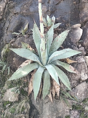 Agave wocomahi