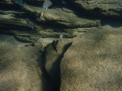 Acanthurus dussumieri