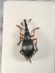 Protapion laevicolle