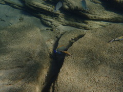 Acanthurus dussumieri