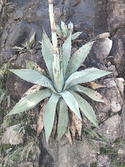 Agave wocomahi