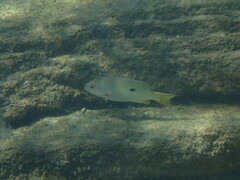 Lutjanus monostigma