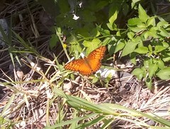 Euptoieta hegesia meridiania