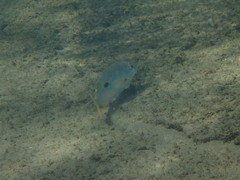 Lutjanus monostigma