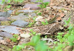 Aspidoscelis costatus