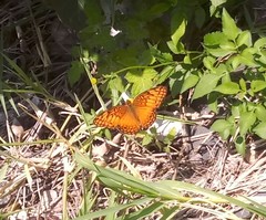 Euptoieta hegesia meridiania