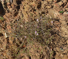 Jamesbrittenia aspalathoides