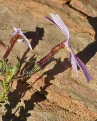 Jamesbrittenia aspalathoides