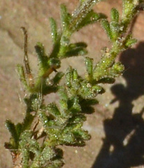 Jamesbrittenia aspalathoides