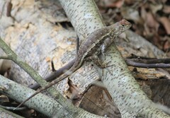 Sceloporus albiventris