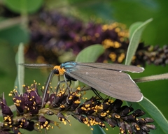Ctenucha virginica