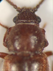 Cryptophagus populi