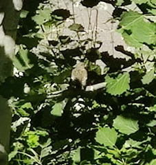 Ficedula hypoleuca