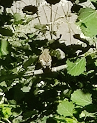 Ficedula hypoleuca