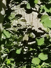 Ficedula hypoleuca