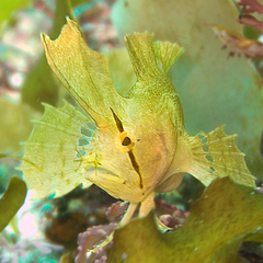 Cristiceps aurantiacus