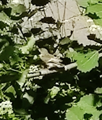 Ficedula hypoleuca