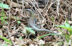 Aspidoscelis costatus