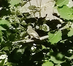 Ficedula hypoleuca