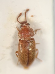 Cryptophagus scanicus