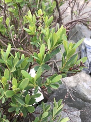 Myrica