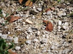 Chalybion bengalense