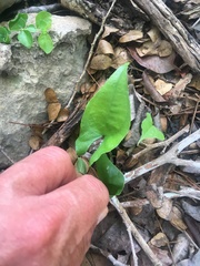 Dioscorea convolvulacea