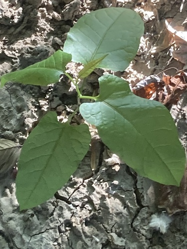 American buckwheat vine (Brunnichia ovata)