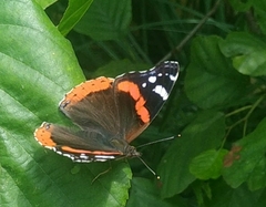 Vanessa atalanta