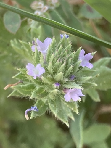 Verbena de Brácteas Grandes