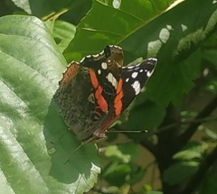 Vanessa atalanta