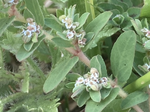 Euforbia manchada