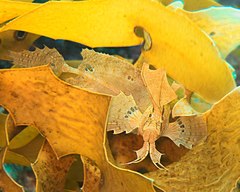 Cristiceps aurantiacus