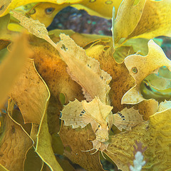 Cristiceps aurantiacus