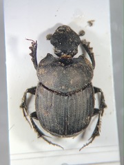 Onthophagus verticicornis