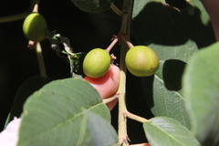 Frangula californica tomentella